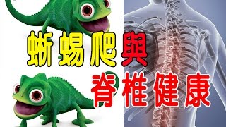 【蜥蜴爬之定點運動】 苦行老師告訴您蜥蜴爬、端坐與脊椎的健康關係 [upl. by Slemmer]