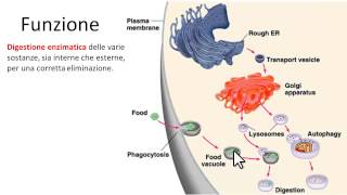 Lisosomi caratteristiche principali  Definizione e aspetto [upl. by Azil]