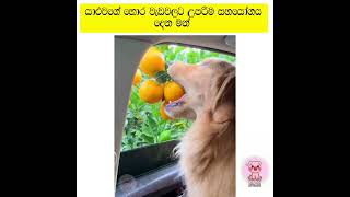 funnyfunnyanimalscatpetsshortvideoshortsshorttrendingshortstiktoktrendingtrendsrilanka [upl. by Manon]