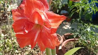 183अमेरिलिस लिली को कैसे लगाएंHow to grow and care Amaryllis lily [upl. by Ahsiadal]