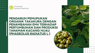 Pemupukan Tanaman Kacang Hijau Phaseolus radiatus L [upl. by Ketchum]