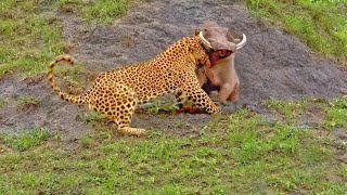 Suffocating Warthog Invites Leopard Into Home [upl. by Amieva]