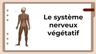 Le système nerveux végétatif [upl. by Alema]