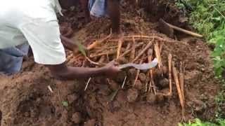 Indian street food  My village My Food  Pana Kilangu  Plam Sprouts  Traditional street food [upl. by Christan]