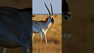 Addax shorts trending 4k animals wildlife [upl. by Christis]