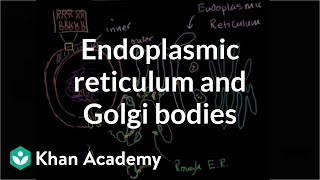 Endoplasmic reticulum and Golgi bodies  Biology  Khan Academy [upl. by Eeruhs]