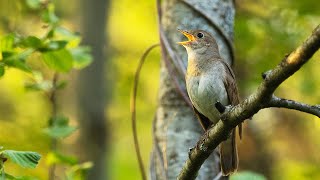 Nightingale singing [upl. by Nennarb]