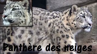 Panthera uncia Schreber 1775 HD Panthère des neiges Snow leopard  Ménagerie Paris  022015 [upl. by Ahsiat]