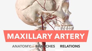 Maxillary Artery  Anatomy Branches amp Relations  Mnemonic [upl. by Notirb]