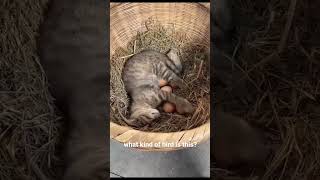 New Cat Bird In Town 🐱😹 cat catlover cats funny funnyanimals funnyvideo [upl. by Anneuq]