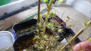 Drosera auriculata [upl. by Denni]