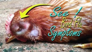 Avian Influenza Symptom in Chickens quotBird Flu H5N1 Virusquot Vet learning materials Poultry Farming [upl. by Jaquiss707]