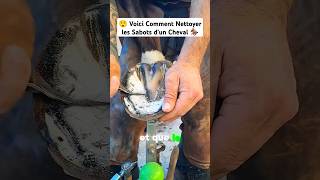 Voici Comment Nettoyer les Sabots dun Cheval🏇🏽 shortvideo shorts hoof horse cleaning work 1k [upl. by Tobin546]