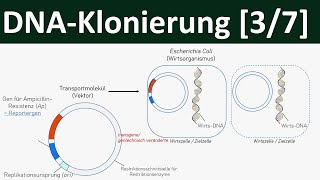 Klonierung  DNAKlonierung Gentechnik 37 [upl. by Lenneuq]