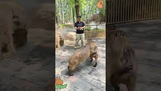 Two Fighting Capybaras  They Are Not As Chill As Usual chill capybara animals [upl. by Aurelio]