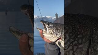 The best way to release deep water fish Cool Tool [upl. by Kasey]