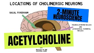 2Minute Neuroscience Acetylcholine [upl. by Elatia]