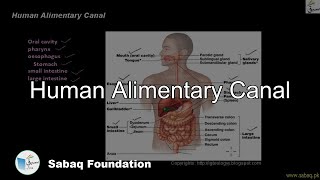 Alimentary Canal Biology Lecture  Sabaqpk [upl. by Yraccaz]