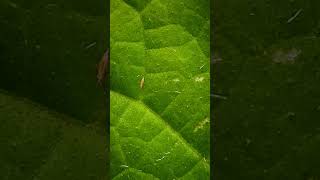 Thrips affected cucumber plants in polyhouse cucumber cucurbitaceae [upl. by Ramoj]