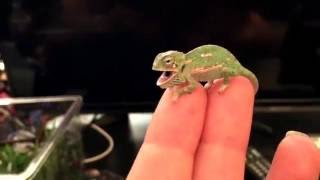 BABY CHAMELEON Changes Color Pattern 1 DAY OLD [upl. by Ottillia520]