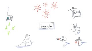 Immunsystem BLymphozyten TLymphozyten und die Immunabwehrreaktion [upl. by Ylime653]