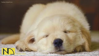 20 HOURS of Deep Sleep Dog Calming Music🐶🎵Anti Separation Anxiety Relief Music🎵Dog Music💖 NadanMusic [upl. by Ahsiel]