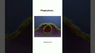 Phagocytosisphagocytosis biology trending trendingshorts ytshorts science [upl. by Salena]