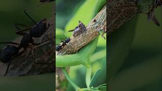 4K Macro Cow Bug and a Black Ant [upl. by Anairt]