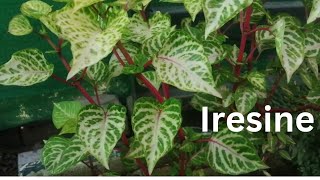 Iresine Herbstii PlantBlood Leaf PlantAmaranth Plant Grow amp care Beautiful Summer Plant [upl. by Necyrb681]