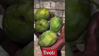 Picking Mangoes In Tivoli Gardens Jamaica [upl. by Ahsirkal]