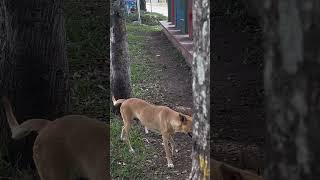 Otro perrito anda deambulando por una zona de el parque [upl. by Tsirc]