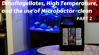 Dinoflagellates response to Temperature and Bacteria  PART 2 [upl. by Uke]