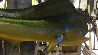 Dolphin fish mount  Gray Taxidermy [upl. by Eat527]