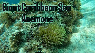 Swimming with Giant Caribbean Sea Anemone [upl. by Primrose]