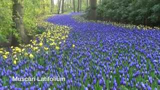 Muscari Latifolium  Grape Hyacinth Bulbs from Holland [upl. by Huoh]