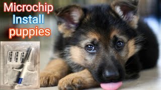 dog microchip injection  animal gps chip  german shepherd puppy microchipped [upl. by Scheld]