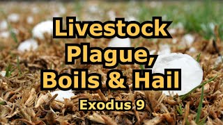 Livestock Plague Boils amp Hail Exodus 9 [upl. by Brunelle744]