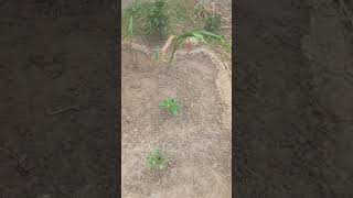 Sowed dhaniya coriander20Novpermaculture gardendesign organicgarden garden [upl. by Quin311]