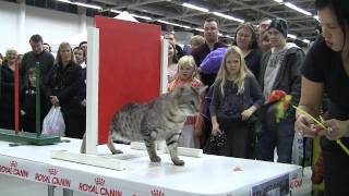 Crash course in cat agility  Kissaagilityn lyhyt oppimäärä [upl. by Starlin]