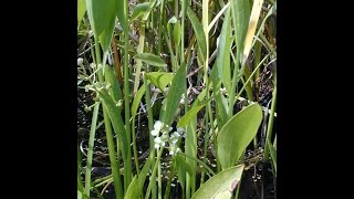 Plant Sagittaria in Pond Anhinga [upl. by Nohcim]