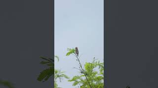 Zanzibar red bishop  4KUHD Short  WILDLIFE VIDEO African Birds  With Nikon P1000 [upl. by Duffy435]