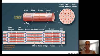 Lecture15 Muscle Physiology [upl. by Hillard]