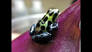 Ranitomeya variabilis Southern time lapse [upl. by Henderson]