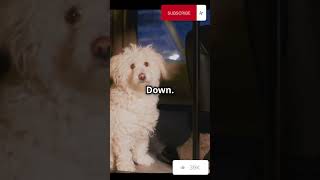 Teach Your Dog Basic Commands in 60 Seconds shorts dog cats pets [upl. by Pampuch127]