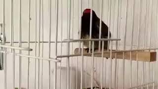 Пение красношапочного вьюрка  Serinus pusillus goldfinch [upl. by Tips]