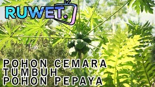 POHON CEMARA TUMBUH POHON PEPAYA DI LUMAJANGRUWET [upl. by Colvin]