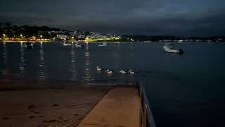 Pelicans catching fish near Terrigal boat ramp before sunrise [upl. by Enrobso]