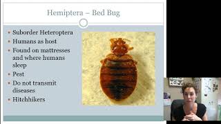 Hemiptera Heteroptera Juniors Intermediates AND Seniors [upl. by Ariem738]