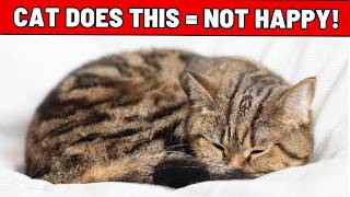 14 signs your cat is SAD [upl. by Annissa]