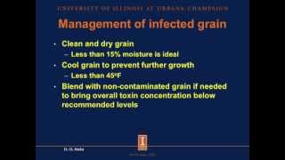 Mycotoxins in swine diets [upl. by Anilok]